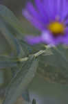 New England aster